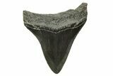Bargain, Megalodon Tooth - South Carolina #375973-1